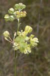 Largeflower milkweed